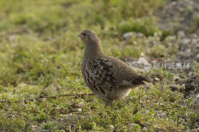 灰鹧鸪(Perdix Perdix)